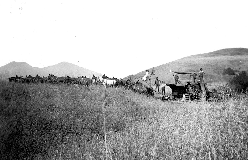 mean with team of horses pulling grain thresher circa 1900