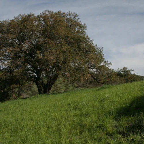 oak tree on grassy California hillside