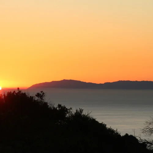 coastal scrub w Pacific ocean and sunset