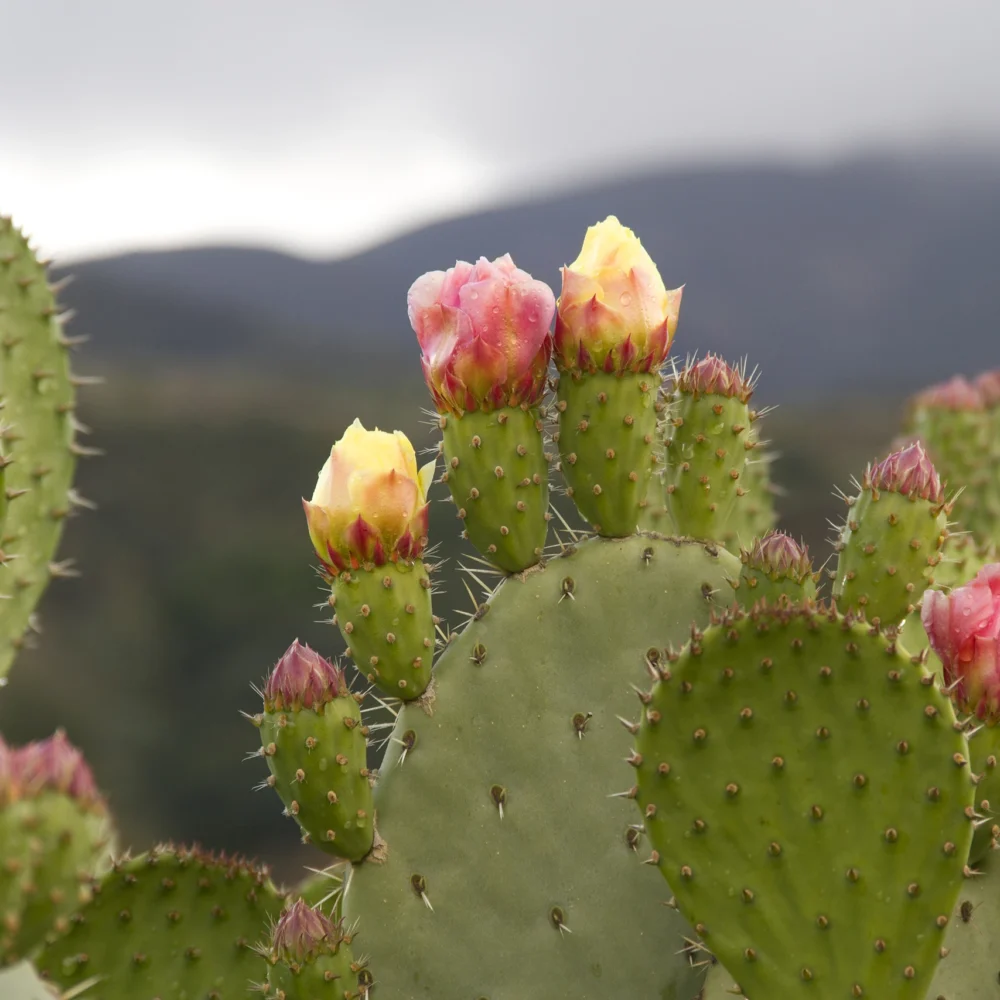 cactus blossoms and paddles