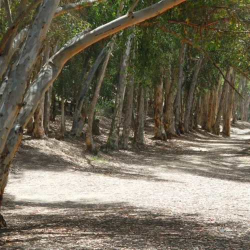 tree-lined dirt trail