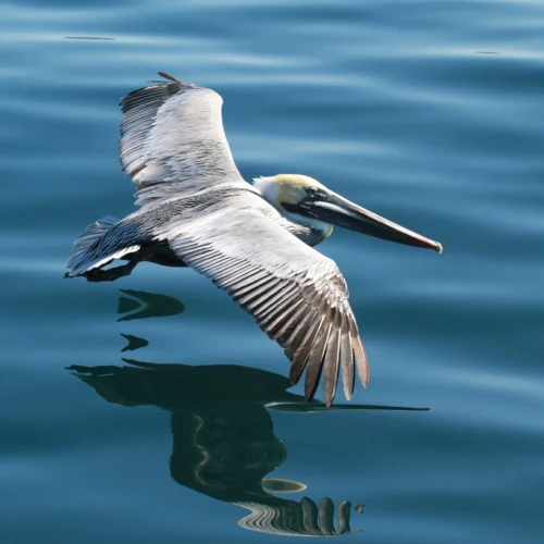 flying pelican with reflection in water