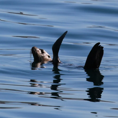 california seal in ocean with flipper