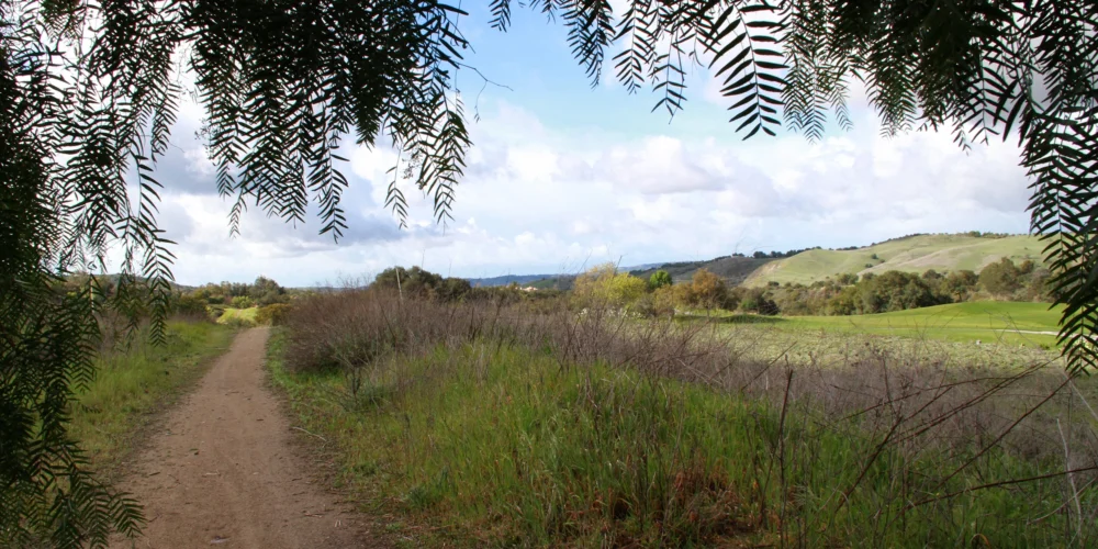 pepper tree shaded trail