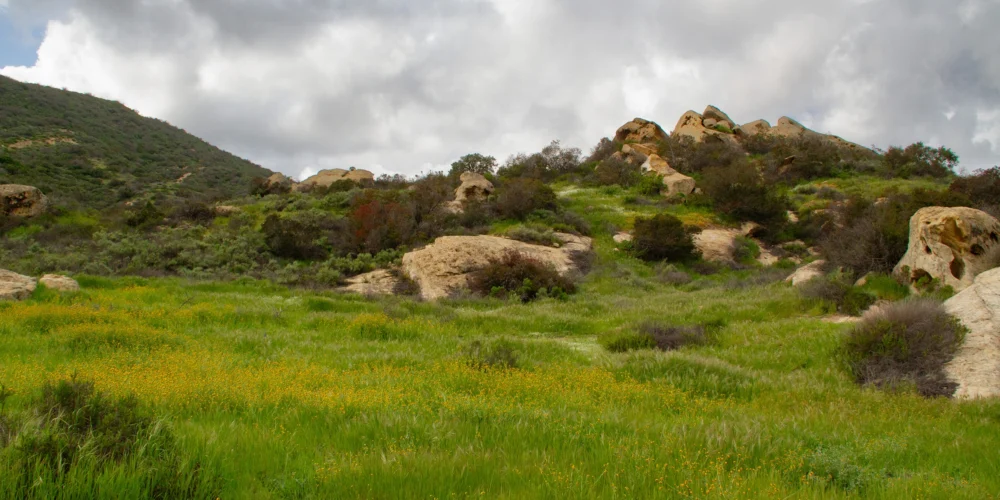 Californian coastal grasses and wildflowers