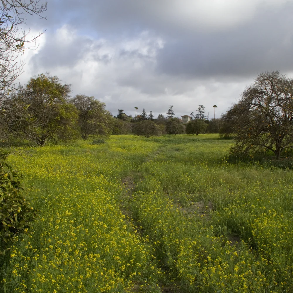 orange grove in spring