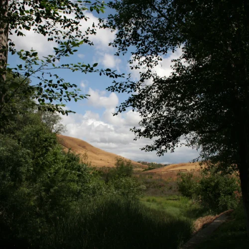 distant rolling hills framed by alders