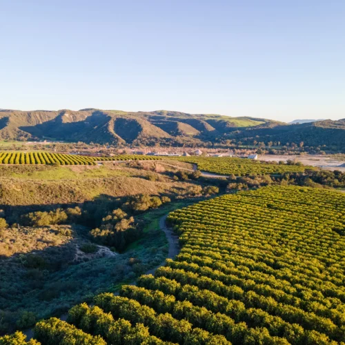aerial photo of southern californian commercial orange groves