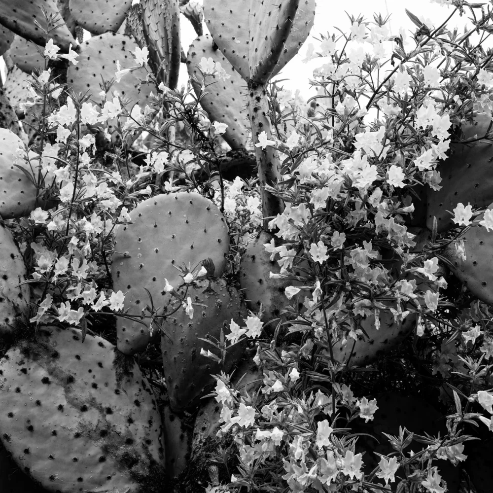 cactus paddles interspersed with small white wildflowers